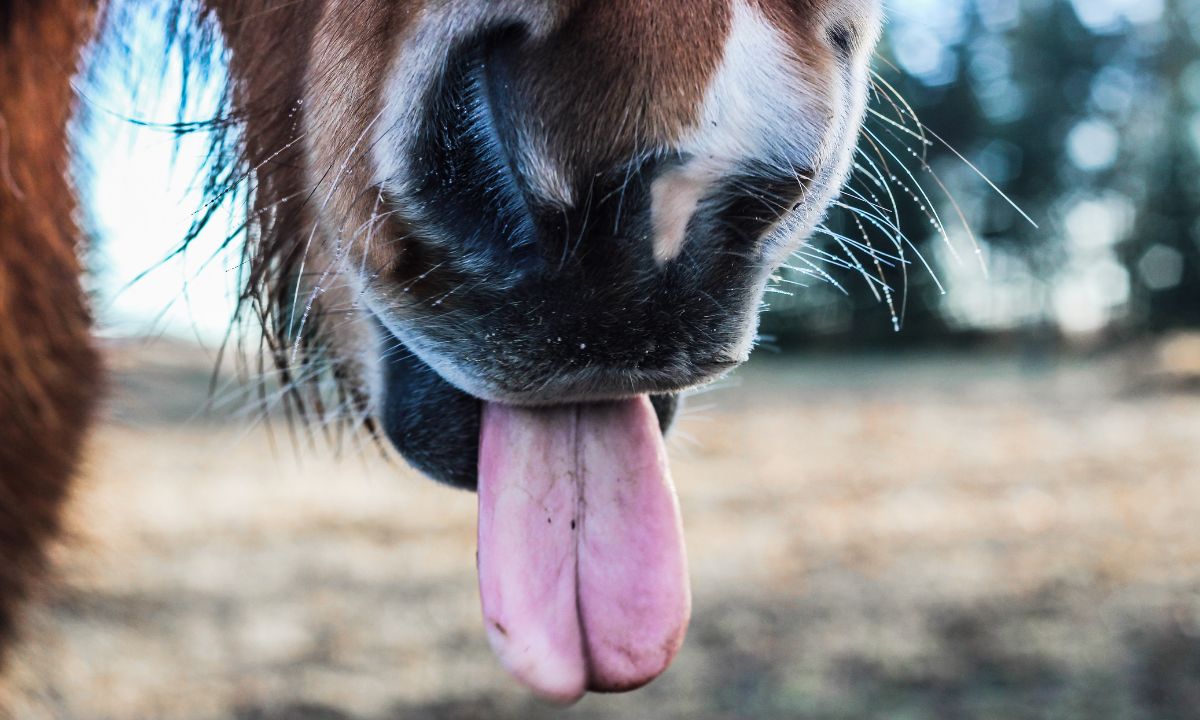 Les meilleures blagues de chevaux