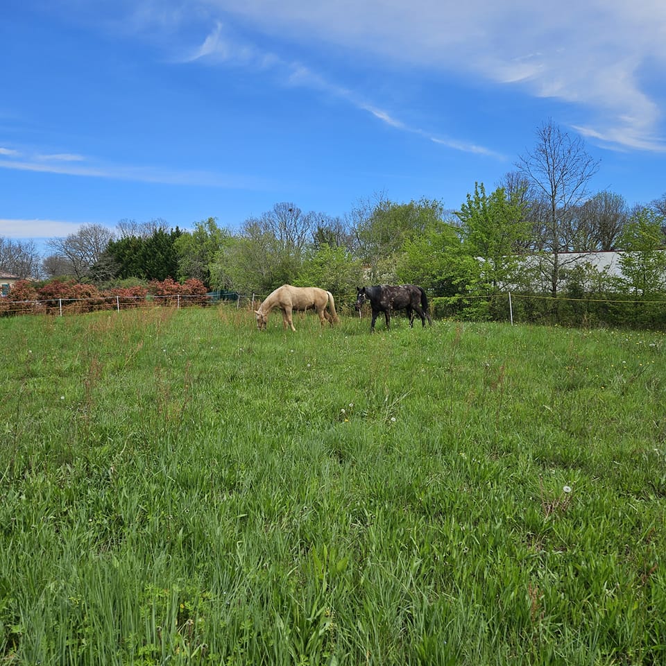 Alimentation cheval au pré, conseils pour une transition en douceur
