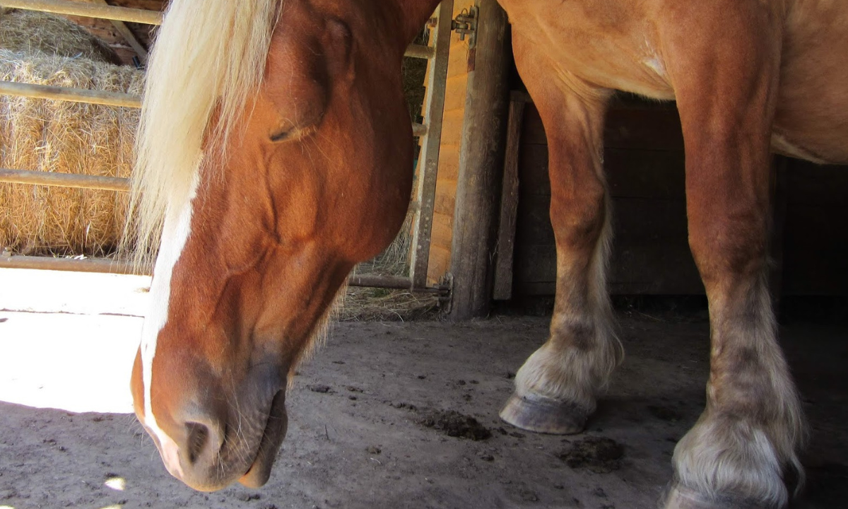 Troubles du sommeil et narcolepsie chez le cheval